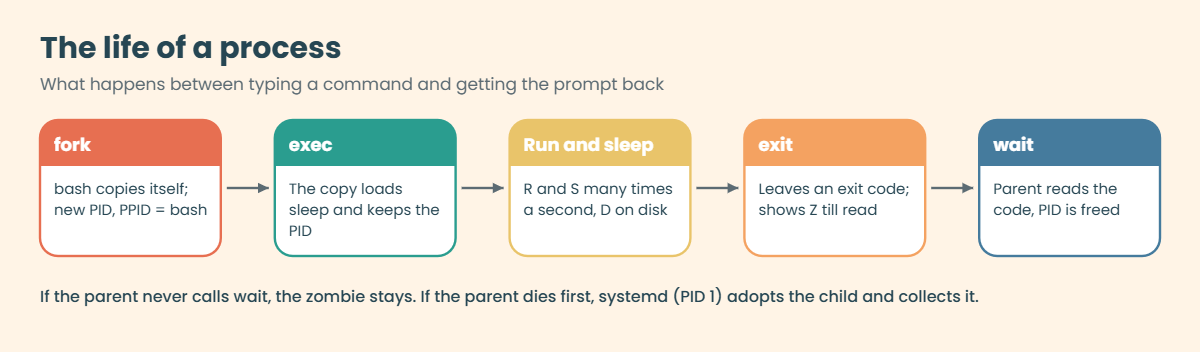 Linux process management: the life of a process, fork, exec, run, exit and wait