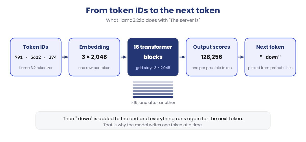 Transformer architecture: token IDs, embedding, 16 transformer blocks, output scores and the next token